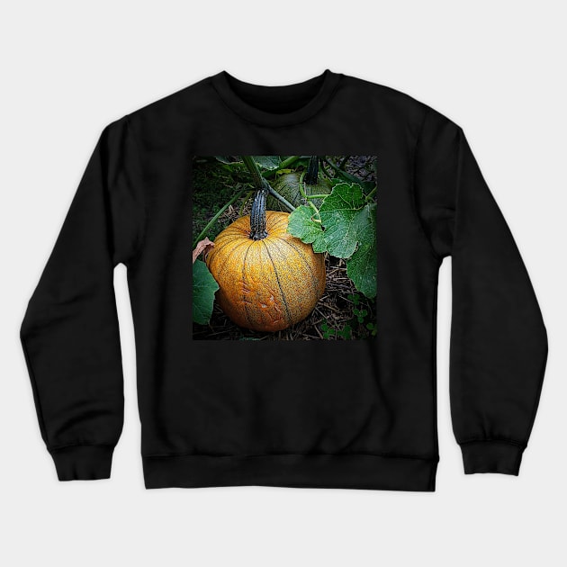 Pumpkin Patch Crewneck Sweatshirt by Rebekah Slick